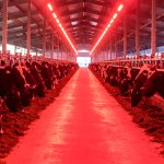 Cow Barn Redlight