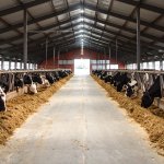 Cow Barn