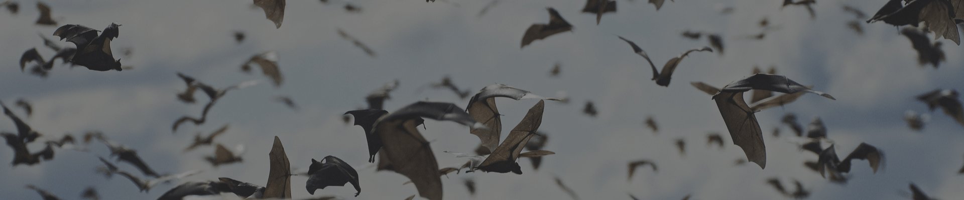Bat Friendly Lighting Banner