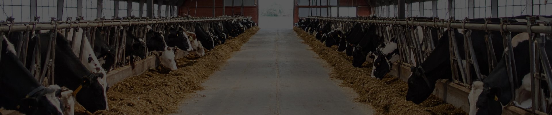 Drummond Series Dairy Light Banner